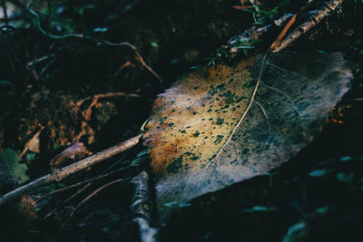 Close-up of dry maple leaf on land