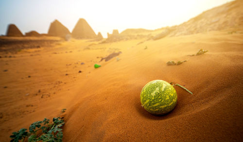 Desert melon in the sand in front of the ruins of the pyramids of meroe, sudan