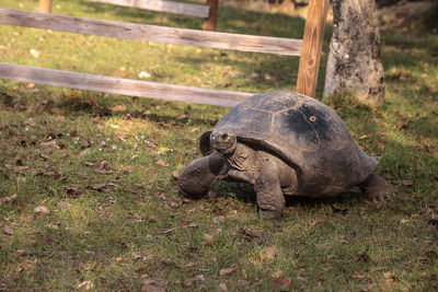 Aldabra giant tortoise aldabrachelys gigantean is a large reptile from the islands of aldabra atoll