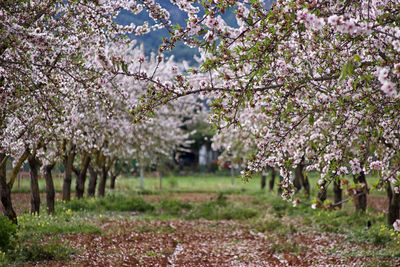 Cherry blossoms in spring