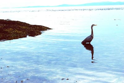 Birds in sea against sky