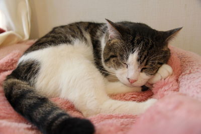 Close-up of cat sleeping on bed at home