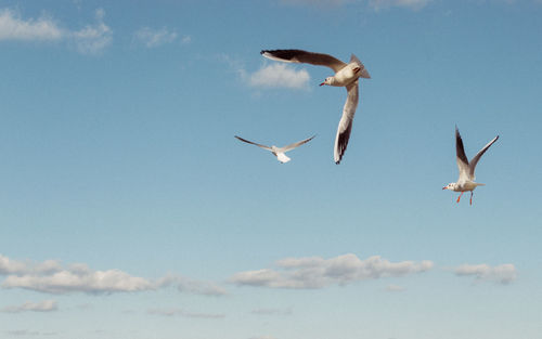 Low angle view of seagull flying against sky