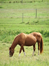 A beautiful strong horse with his white socks in this field