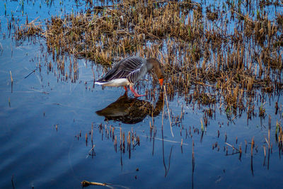 Birds flying over river against sky