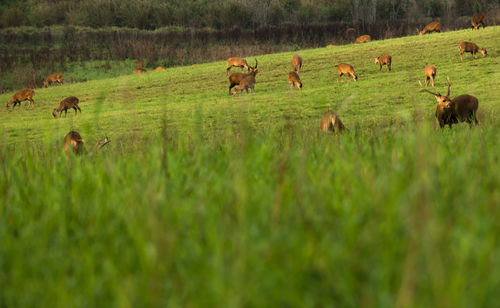 Deer grazing on grassy field