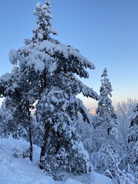 Low angle view of snow covered tree against sky