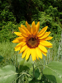 Close-up of sunflower