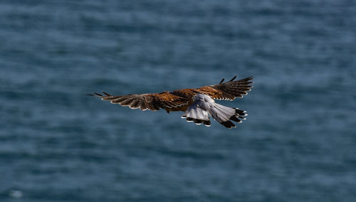 Low angle view of eagle flying over sea