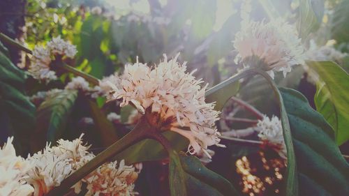 Close-up of flowers