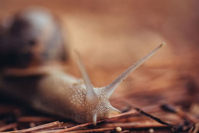 Close-up of snail