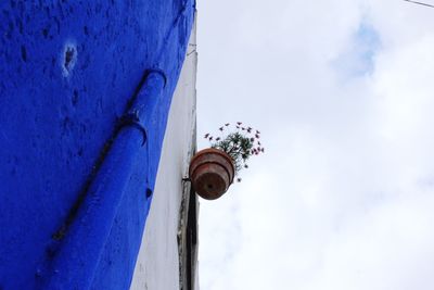 Low angle view of flower against sky