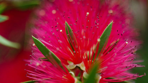 Macro shot of pink flower