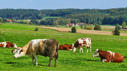 Cows in a field