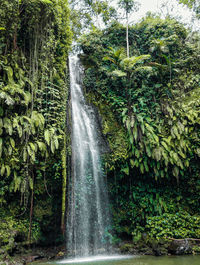 Scenic view of waterfall in forest