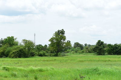 plant