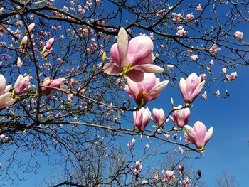 Low angle view of pink cherry blossoms in spring