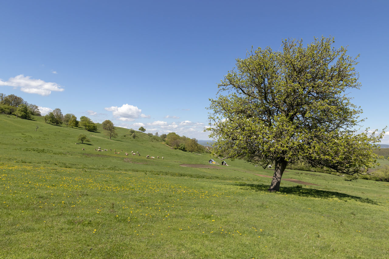 SCENIC VIEW OF TREES ON FIELD AGAINST SKY