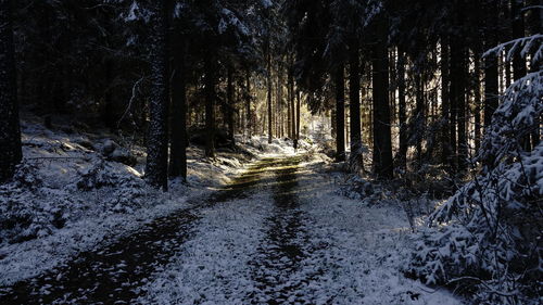 Road amidst trees in forest during winter