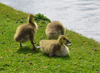 Sheep in lake by grass