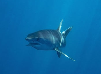 View of fish underwater