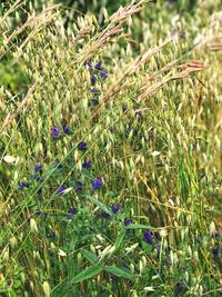 Close-up of purple flowering plants on field