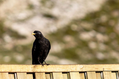 Close-up of bird perching on wooden post