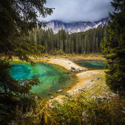 Scenic view of river amidst trees in forest against sky