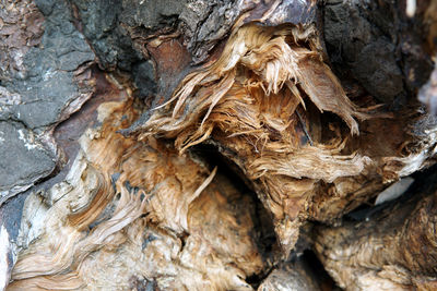 Full frame shot of tree trunk