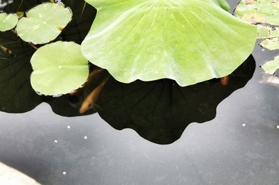 Close-up of water drops on leaf