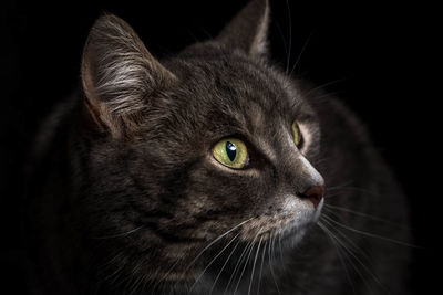 Close-up portrait of cat against black background