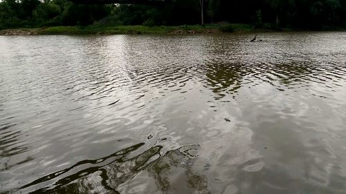 Reflection of trees in water