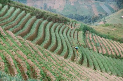 Onion field captured using analogue camera