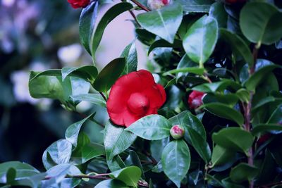 Close-up of red flowering plant