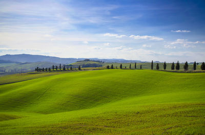 Scenic view of agricultural field against sky