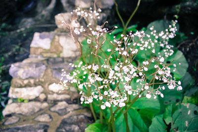 Close-up of flowers blooming outdoors