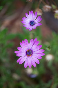 Close-up of cosmos flowers blooming outdoors