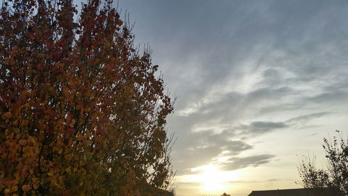 Low angle view of trees against sky