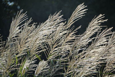 Close-up of wheat growing on field