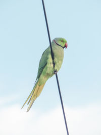 Low angle view of bird perching on cable against sky