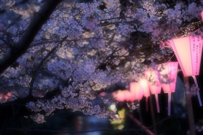 Low angle view of cherry blossom tree against sky