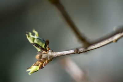 Close-up of wilted plant