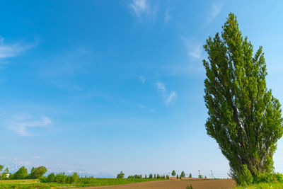 Trees on field against sky