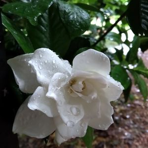 Close-up of raindrops on white rose