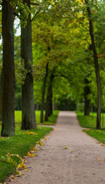 Footpath amidst trees in park