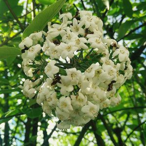 Low angle view of white flowers blooming in park