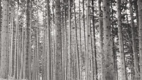 Full frame shot of trees in forest