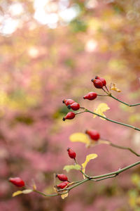 Close-up of red flowering plant