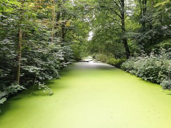 Scenic view of forest