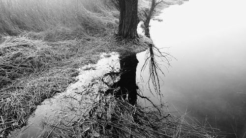 Reflection of trees in water